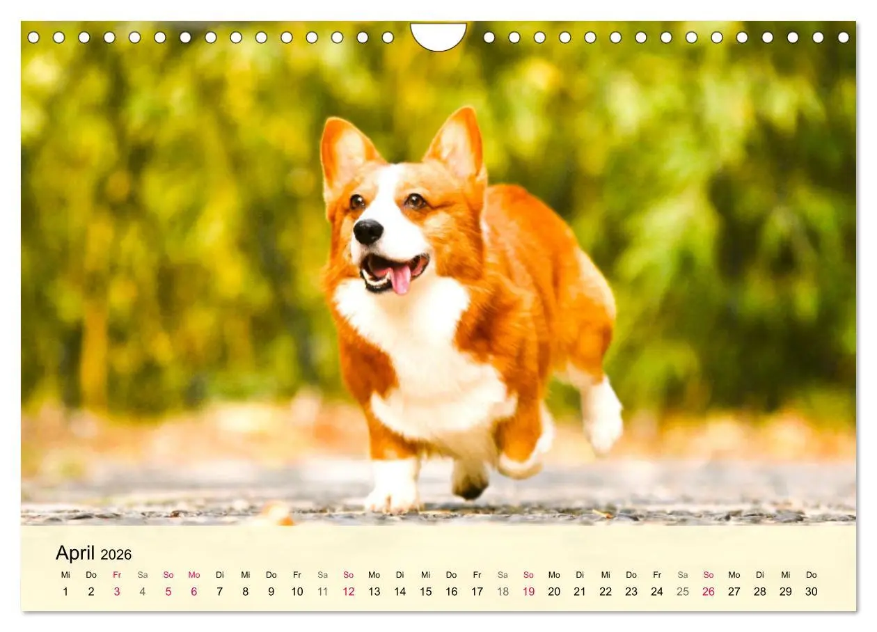 Bild: 9783457570258 | Welsh Corgi. Zauberhafter Dickkopf auf kurzen Beinen (Wandkalender...