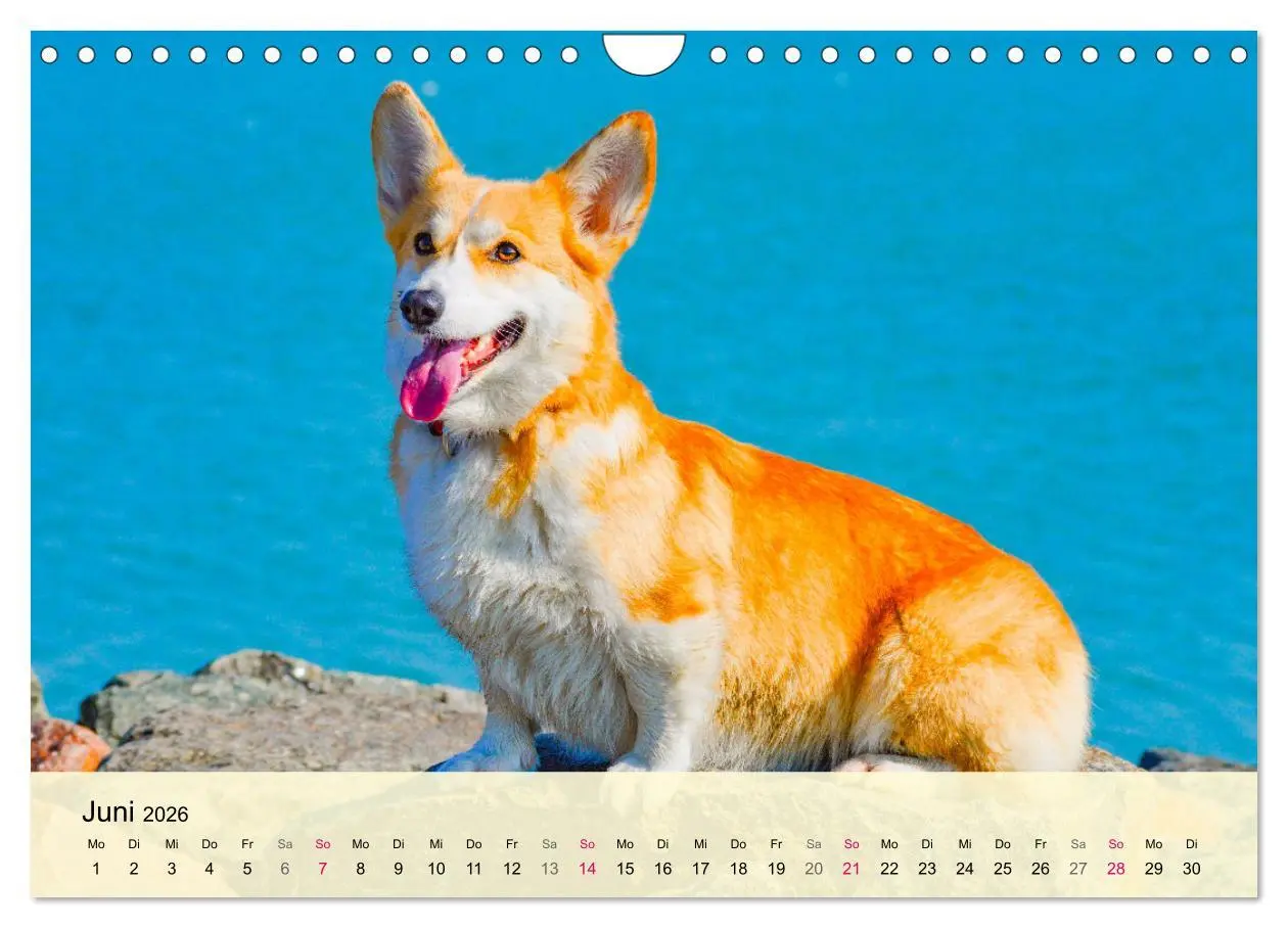 Bild: 9783457570258 | Welsh Corgi. Zauberhafter Dickkopf auf kurzen Beinen (Wandkalender...