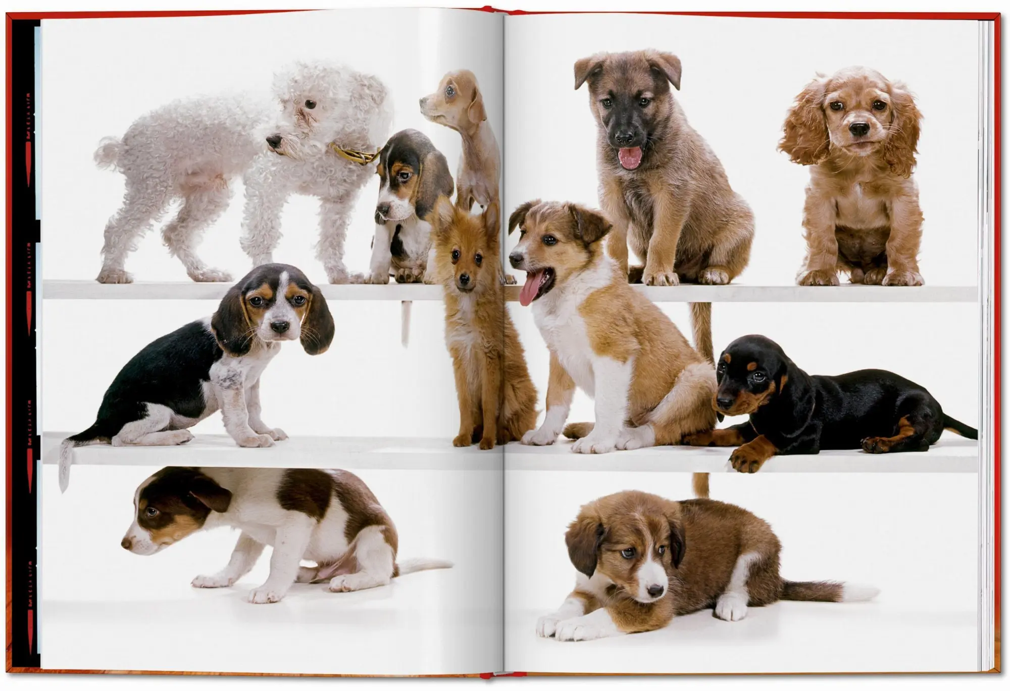 Bild: 9783754400258 | Walter Chandoha. Dogs. Photographs 1941-1991 | Reuel Golden | Buch