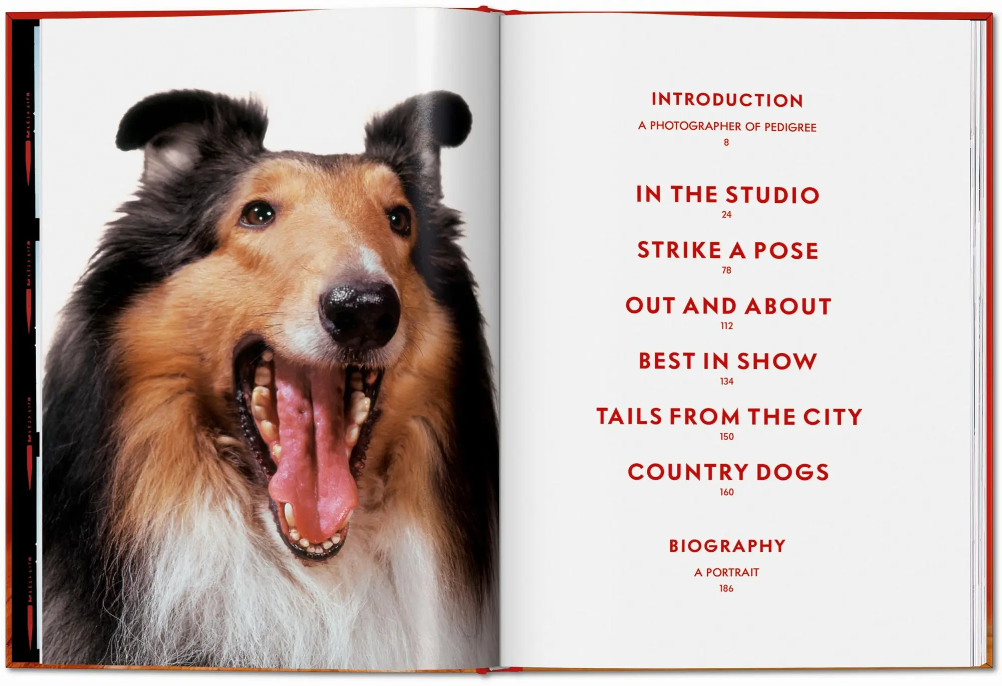 Bild: 9783754400258 | Walter Chandoha. Dogs. Photographs 1941-1991 | Reuel Golden | Buch