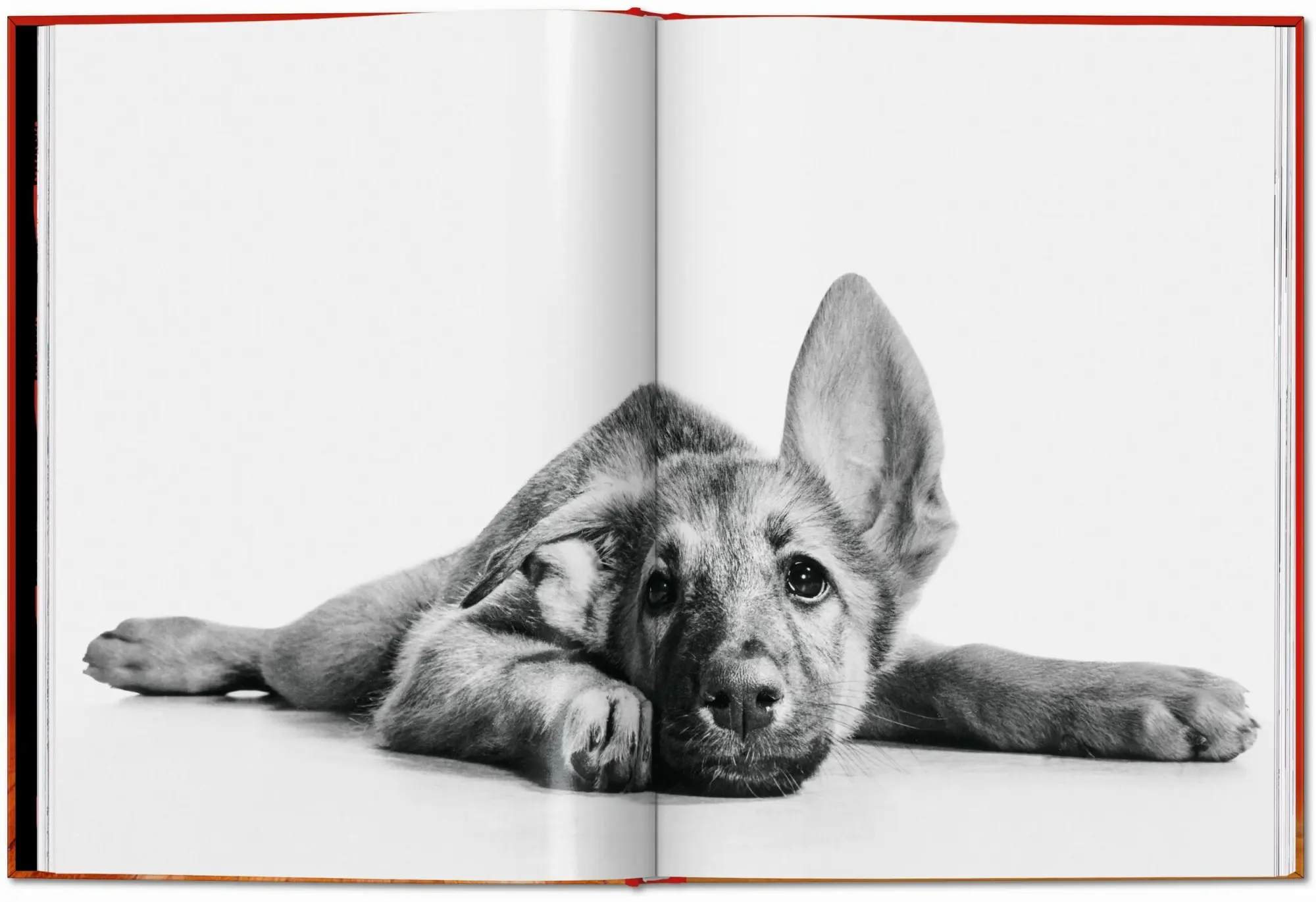 Bild: 9783754400258 | Walter Chandoha. Dogs. Photographs 1941-1991 | Reuel Golden | Buch