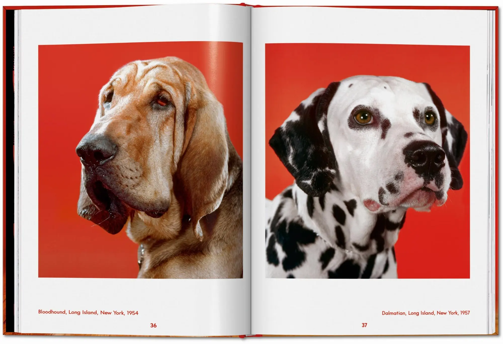 Bild: 9783754400258 | Walter Chandoha. Dogs. Photographs 1941-1991 | Reuel Golden | Buch