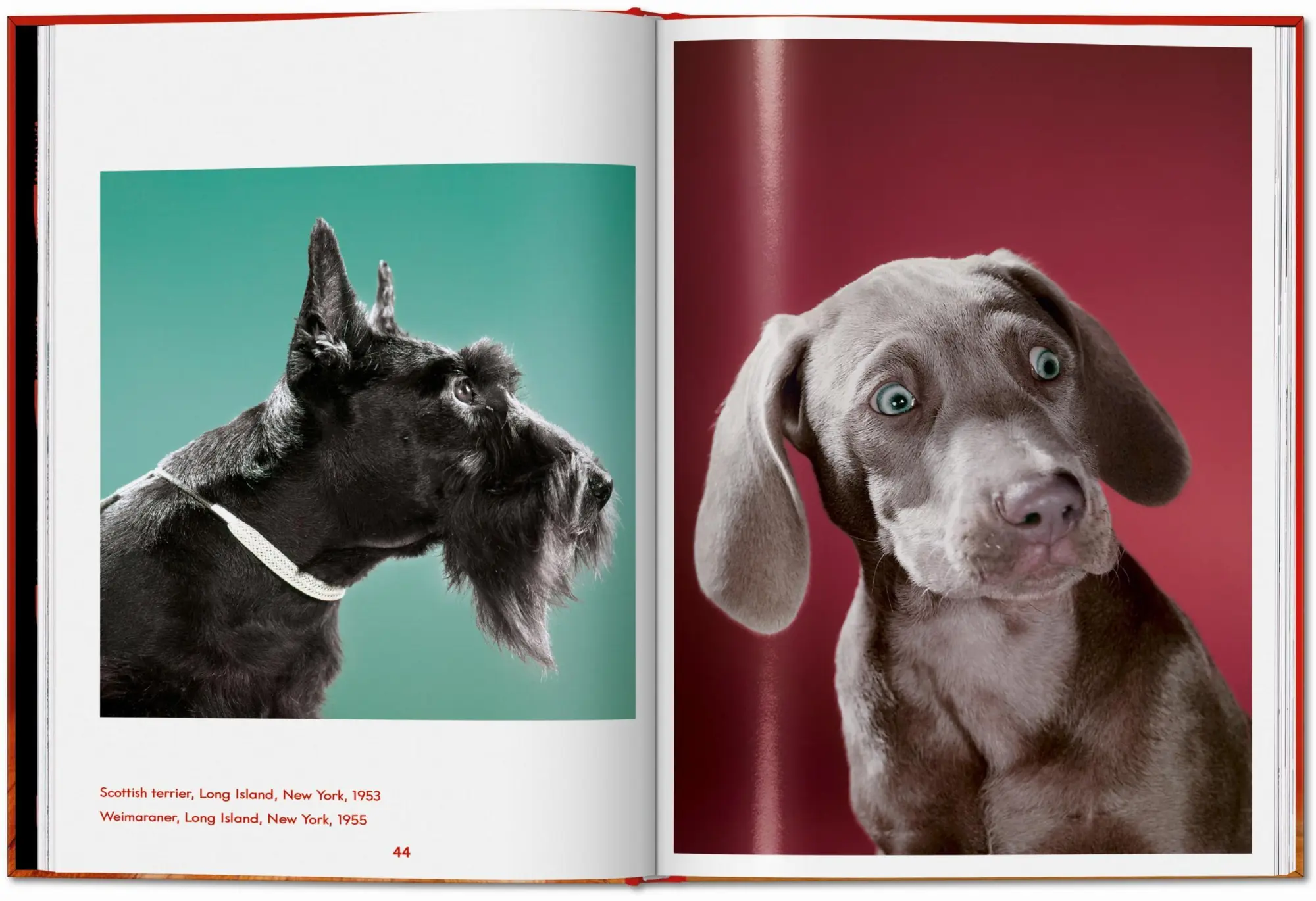 Bild: 9783754400258 | Walter Chandoha. Dogs. Photographs 1941-1991 | Reuel Golden | Buch
