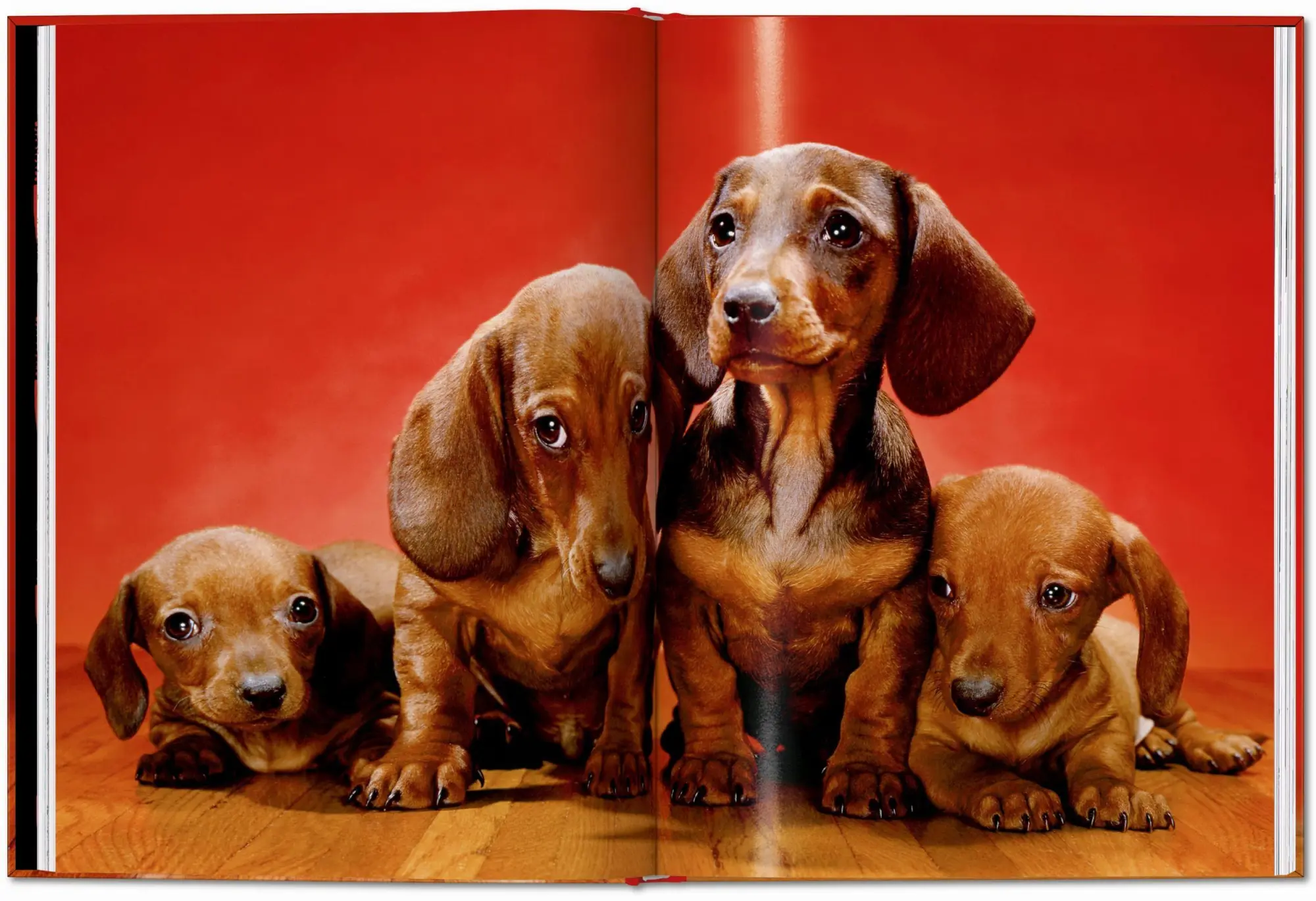 Bild: 9783754400258 | Walter Chandoha. Dogs. Photographs 1941-1991 | Reuel Golden | Buch