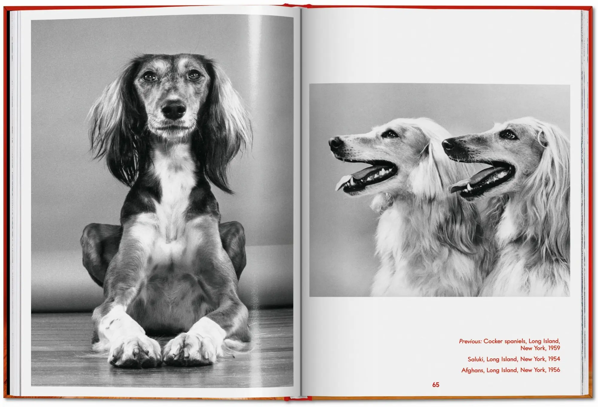 Bild: 9783754400258 | Walter Chandoha. Dogs. Photographs 1941-1991 | Reuel Golden | Buch