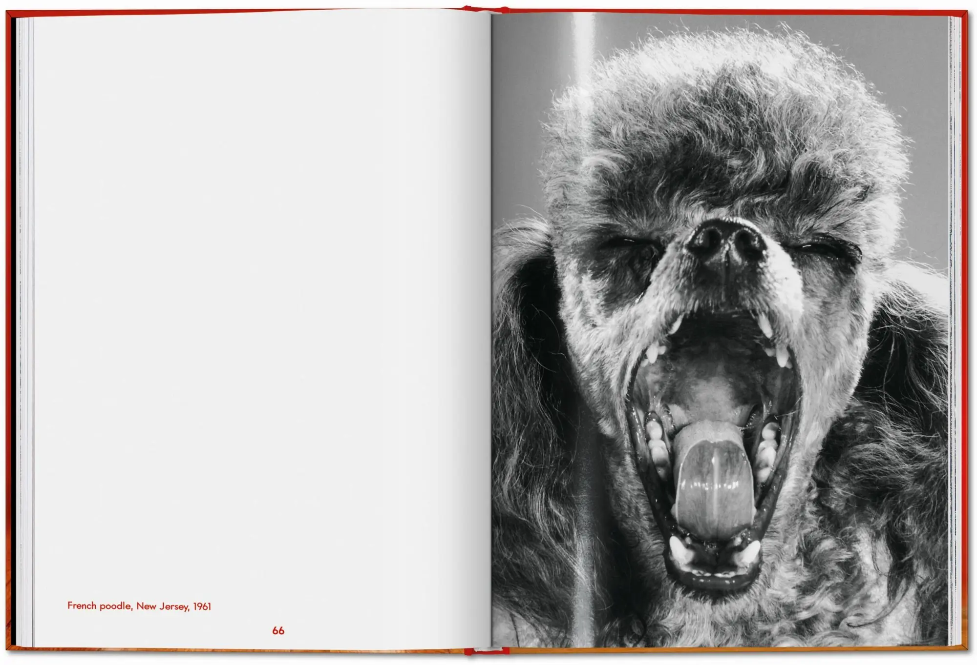 Bild: 9783754400258 | Walter Chandoha. Dogs. Photographs 1941-1991 | Reuel Golden | Buch