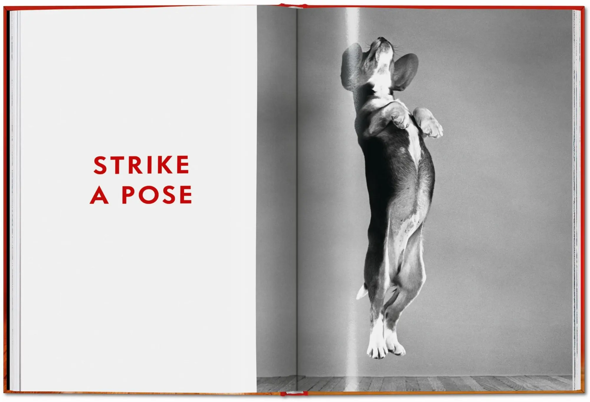 Bild: 9783754400258 | Walter Chandoha. Dogs. Photographs 1941-1991 | Reuel Golden | Buch