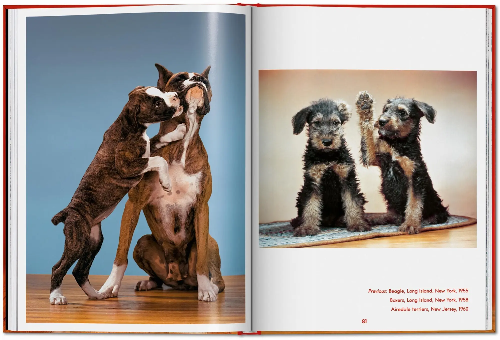 Bild: 9783754400258 | Walter Chandoha. Dogs. Photographs 1941-1991 | Reuel Golden | Buch