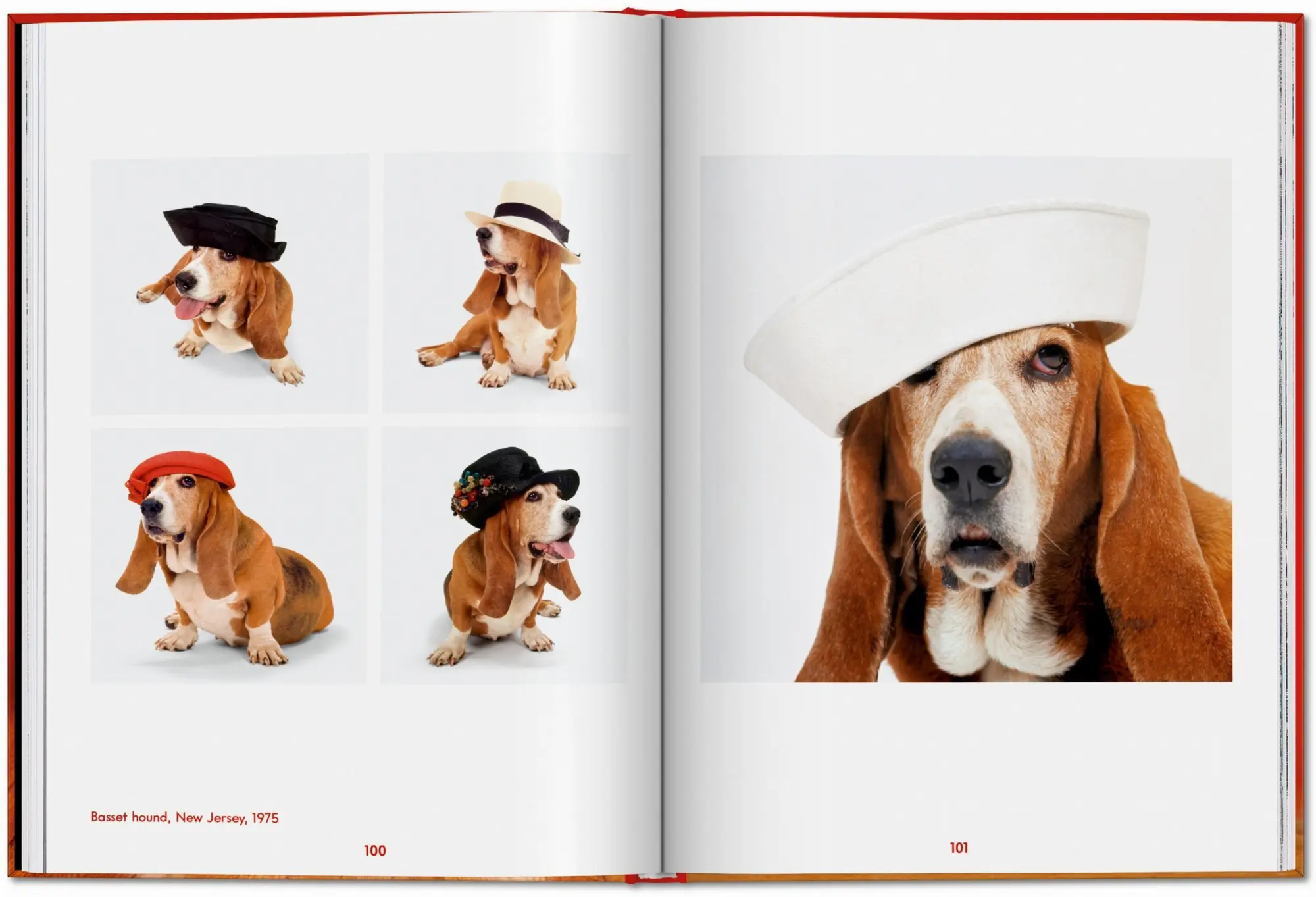 Bild: 9783754400258 | Walter Chandoha. Dogs. Photographs 1941-1991 | Reuel Golden | Buch