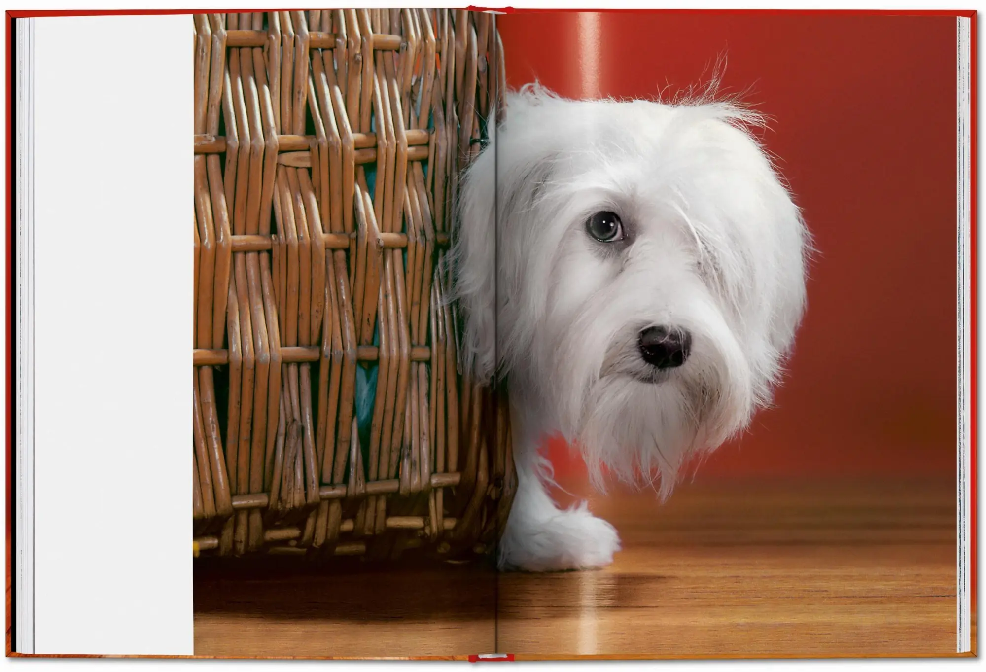 Bild: 9783754400258 | Walter Chandoha. Dogs. Photographs 1941-1991 | Reuel Golden | Buch