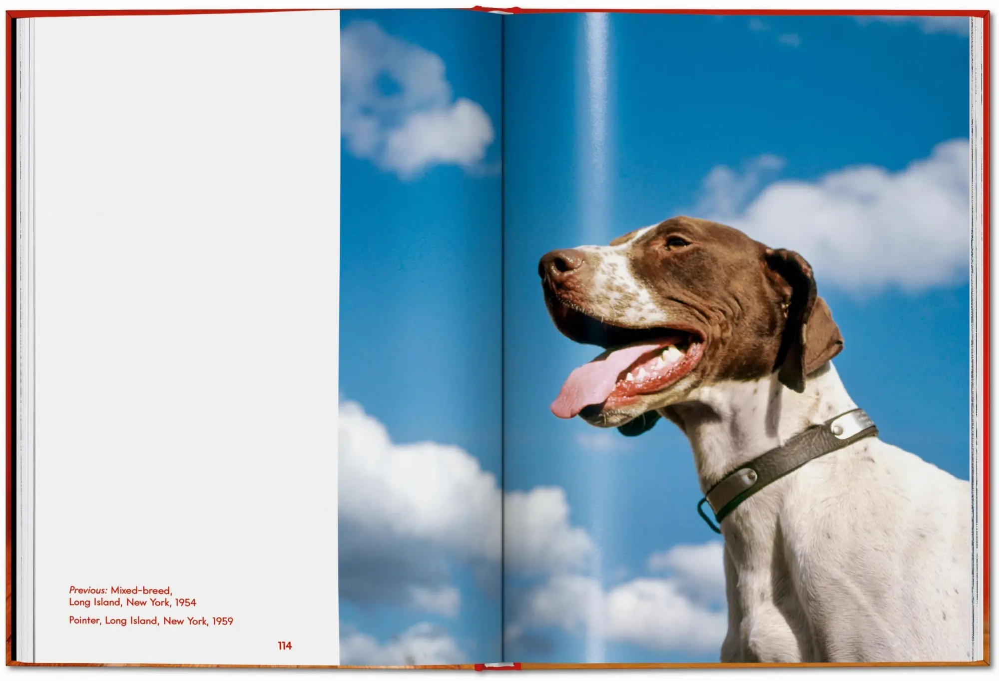 Bild: 9783754400258 | Walter Chandoha. Dogs. Photographs 1941-1991 | Reuel Golden | Buch