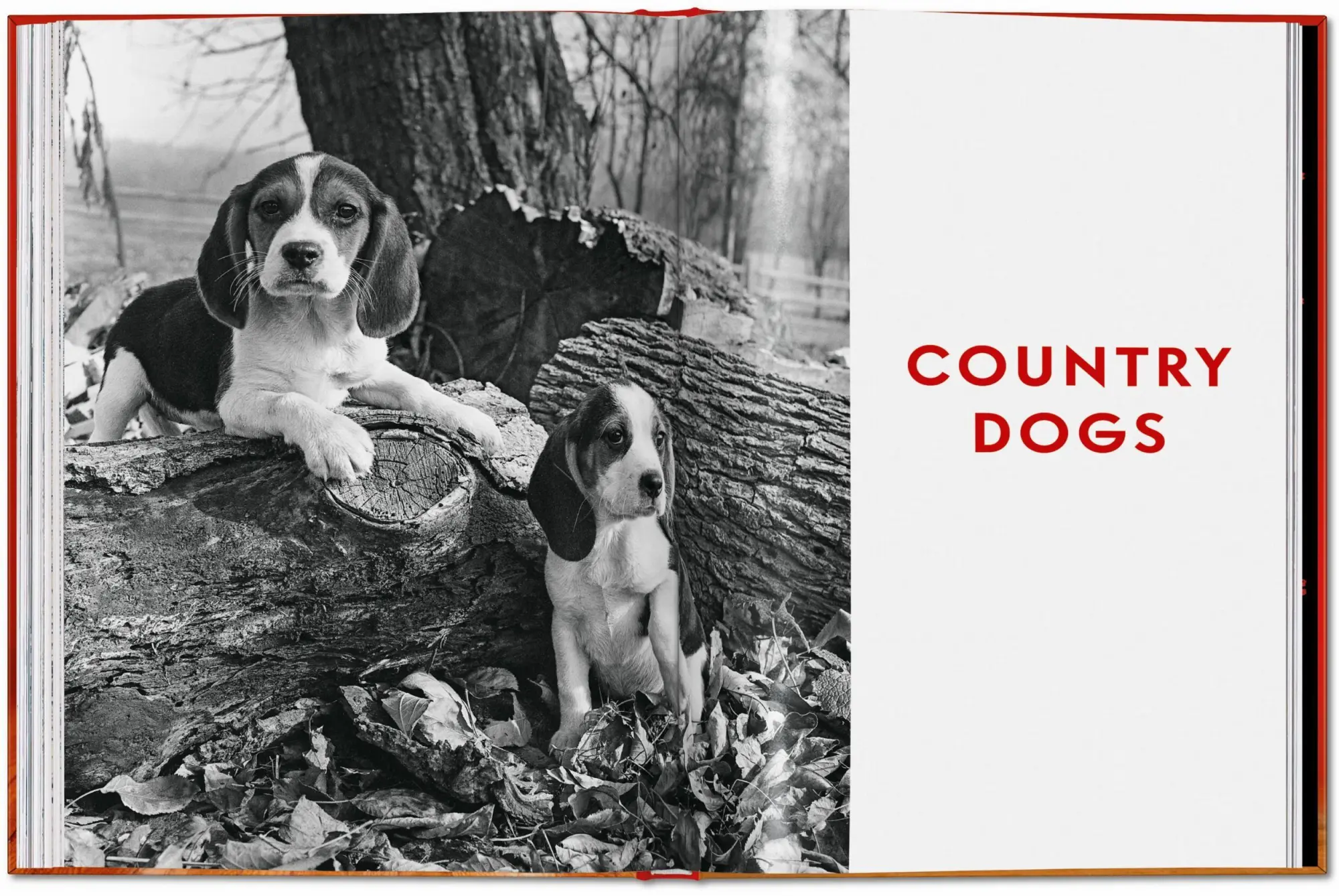 Bild: 9783754400258 | Walter Chandoha. Dogs. Photographs 1941-1991 | Reuel Golden | Buch