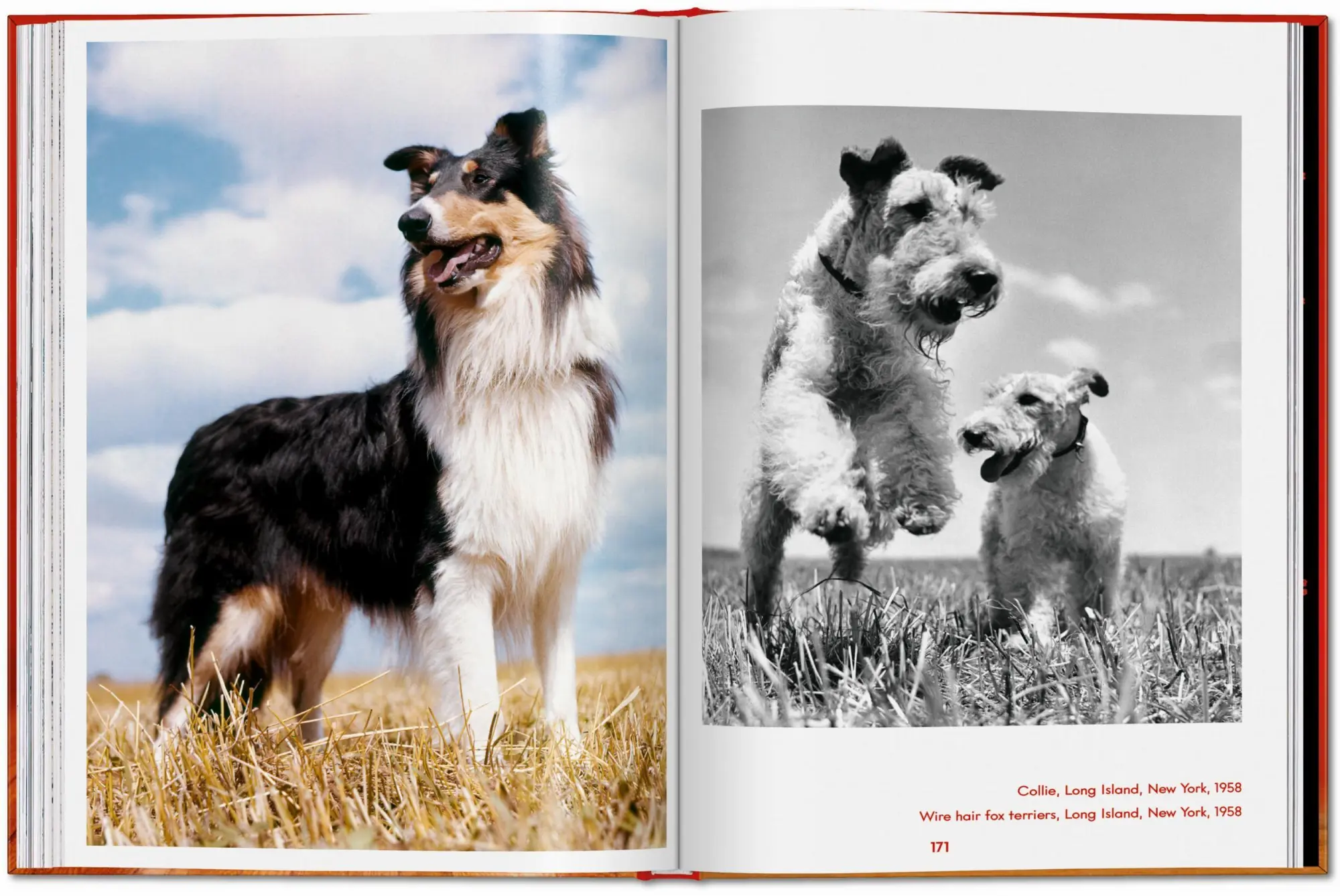 Bild: 9783754400258 | Walter Chandoha. Dogs. Photographs 1941-1991 | Reuel Golden | Buch