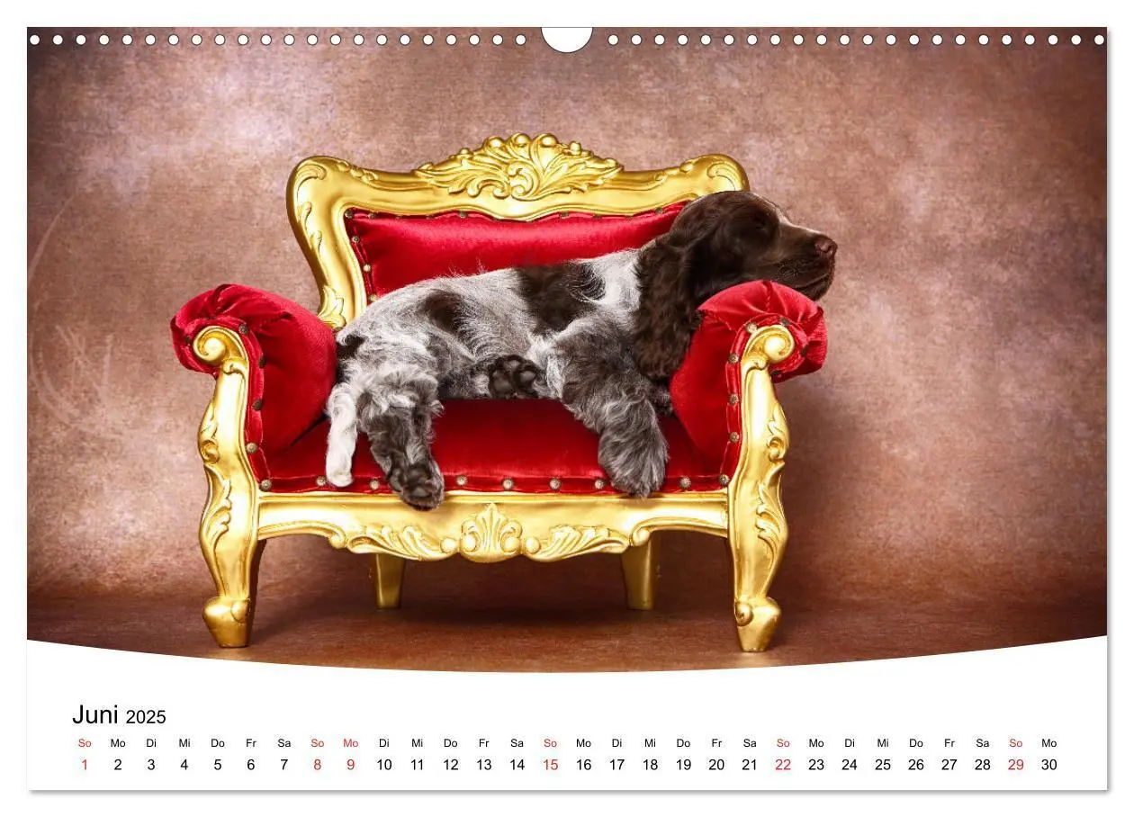 Bild: 9783435160358 | Süße Träume 2025 - schlafende Hundewelpen (Wandkalender 2025 DIN A3...