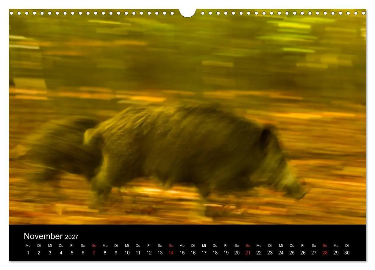 Bild: 9783594010358 | Wilde Wutzen. Das heimische Wildschwein (Wandkalender 2027 DIN A3...