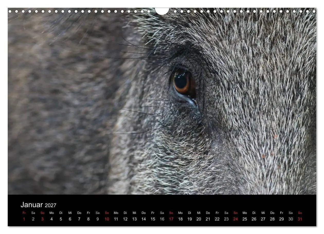 Bild: 9783594010358 | Wilde Wutzen. Das heimische Wildschwein (Wandkalender 2027 DIN A3...