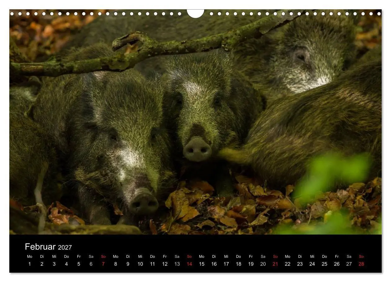Bild: 9783594010358 | Wilde Wutzen. Das heimische Wildschwein (Wandkalender 2027 DIN A3...
