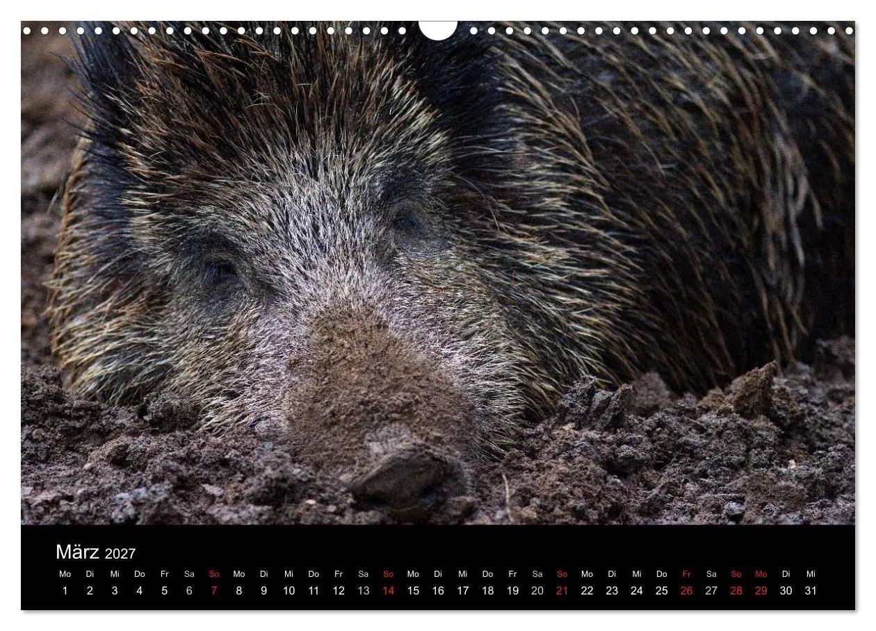 Bild: 9783594010358 | Wilde Wutzen. Das heimische Wildschwein (Wandkalender 2027 DIN A3...