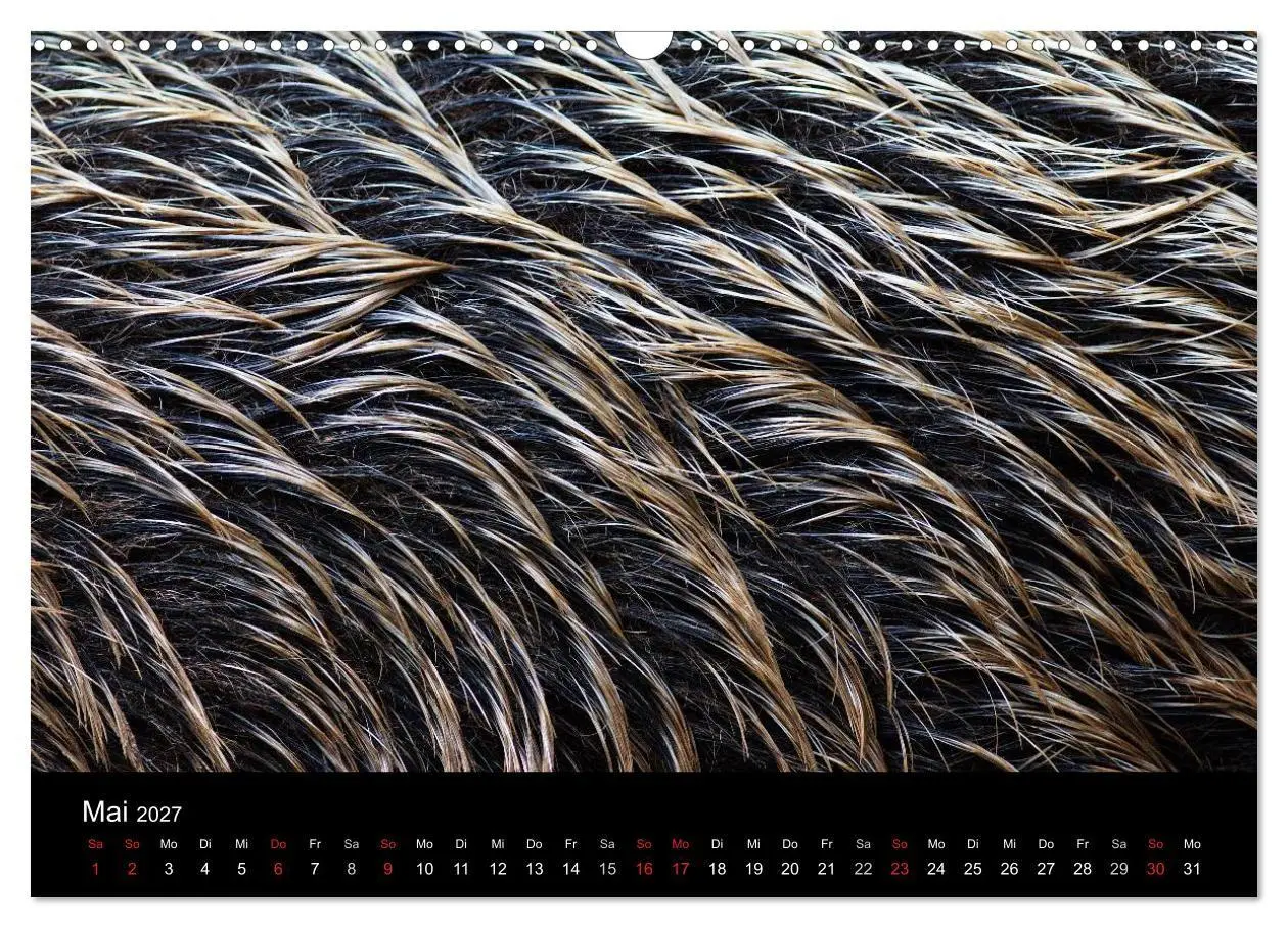 Bild: 9783594010358 | Wilde Wutzen. Das heimische Wildschwein (Wandkalender 2027 DIN A3...