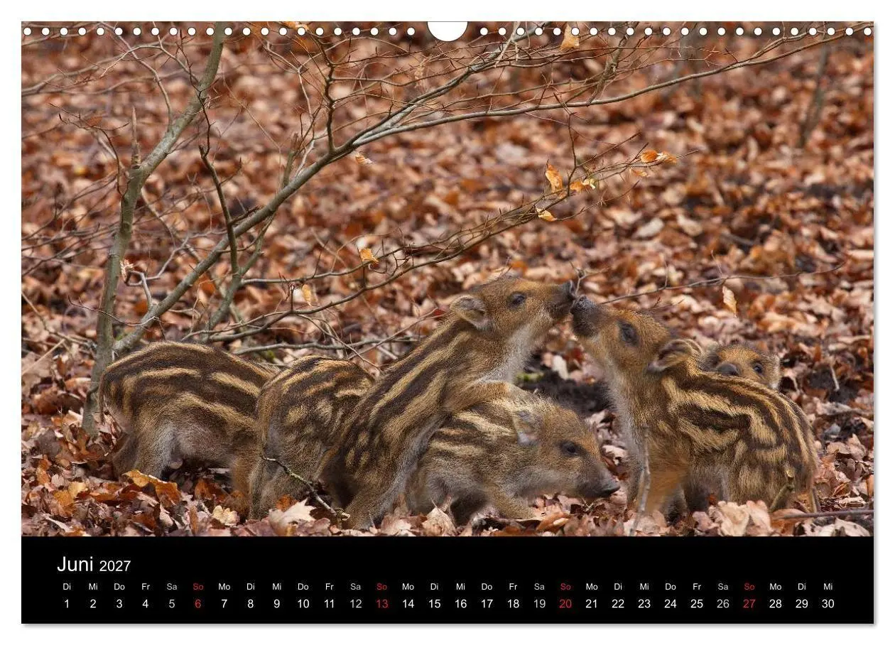 Bild: 9783594010358 | Wilde Wutzen. Das heimische Wildschwein (Wandkalender 2027 DIN A3...