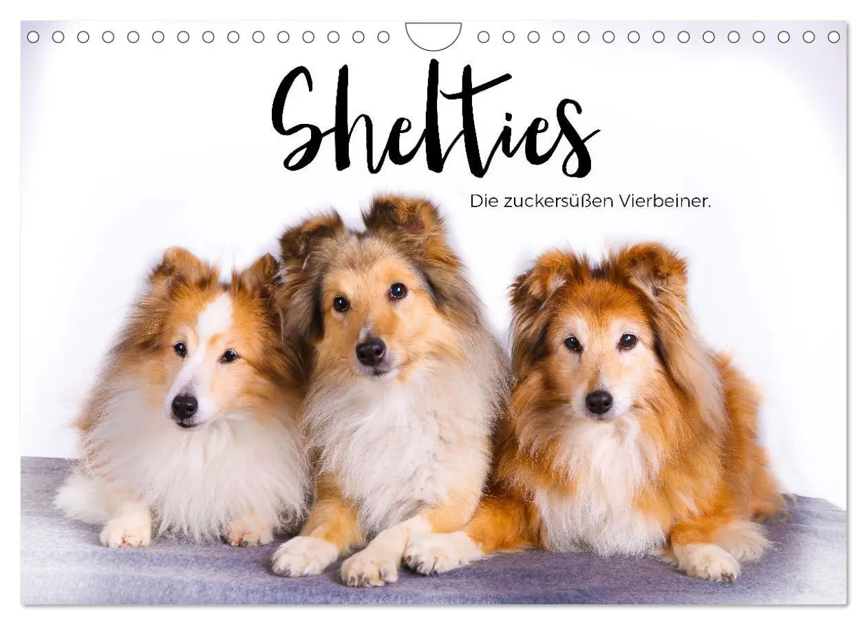Cover: 9783457540558 | Shelties - Die zuckersüßen Vierbeiner. (Wandkalender 2026 DIN A4...