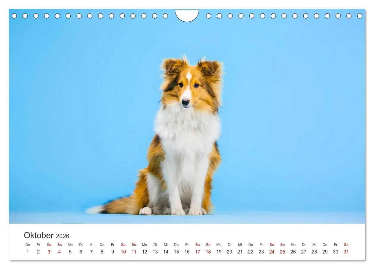 Bild: 9783457540558 | Shelties - Die zuckersüßen Vierbeiner. (Wandkalender 2026 DIN A4...