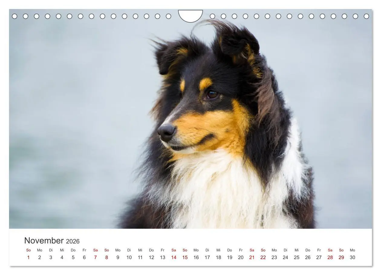 Bild: 9783457540558 | Shelties - Die zuckersüßen Vierbeiner. (Wandkalender 2026 DIN A4...