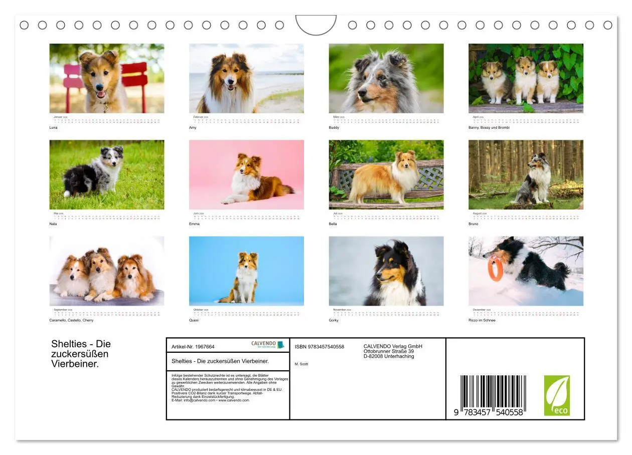 Bild: 9783457540558 | Shelties - Die zuckersüßen Vierbeiner. (Wandkalender 2026 DIN A4...