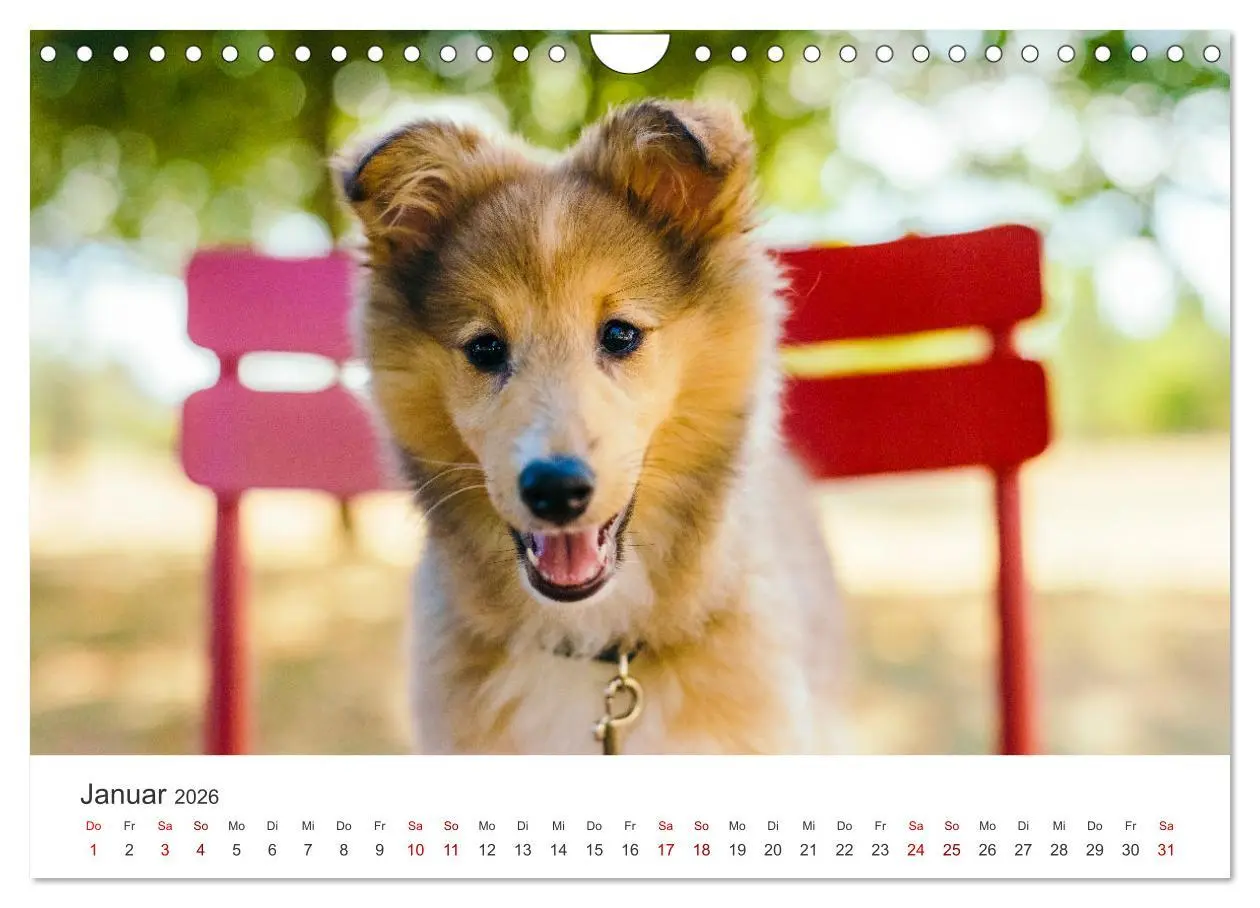 Bild: 9783457540558 | Shelties - Die zuckersüßen Vierbeiner. (Wandkalender 2026 DIN A4...