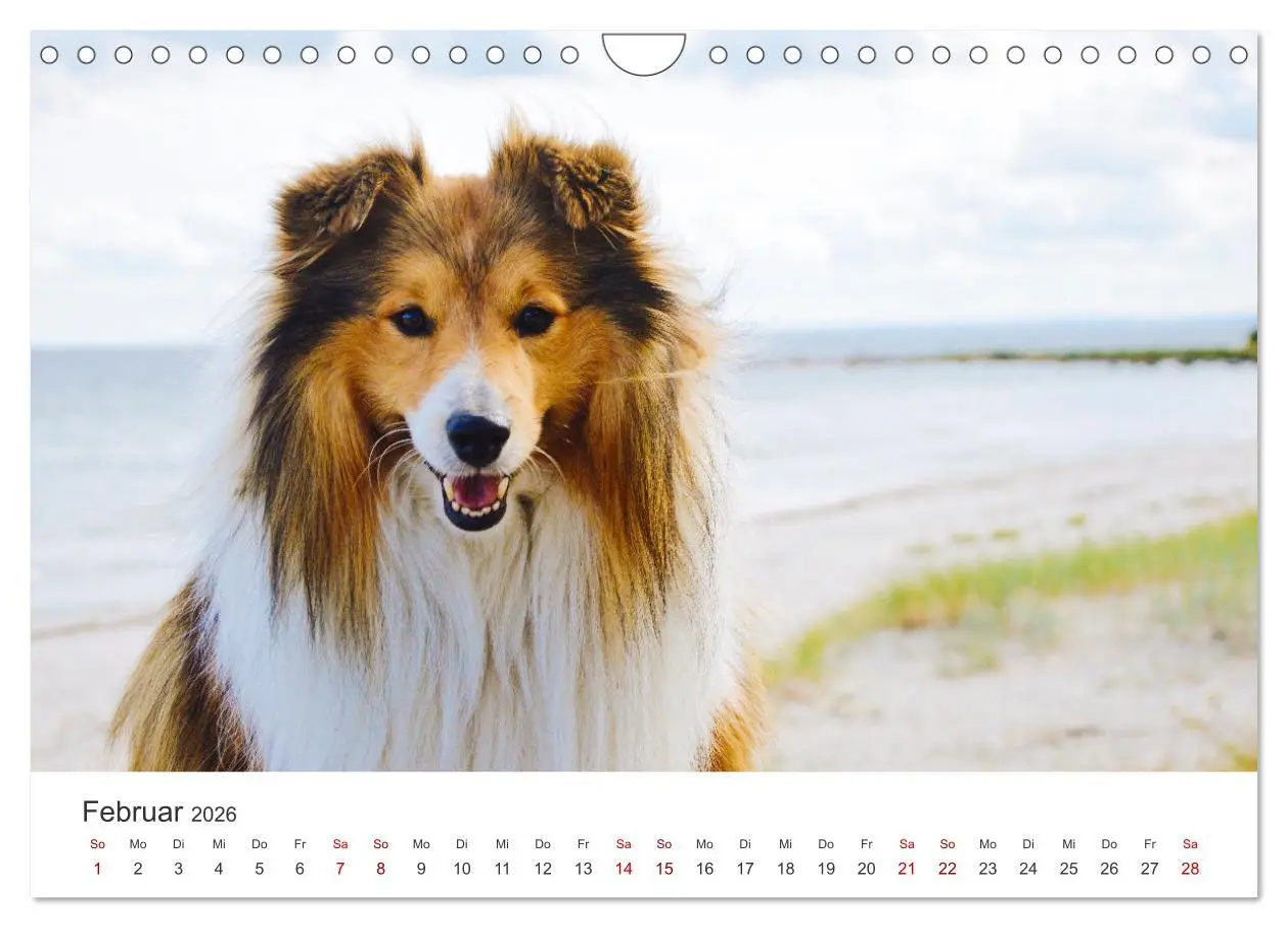 Bild: 9783457540558 | Shelties - Die zuckersüßen Vierbeiner. (Wandkalender 2026 DIN A4...