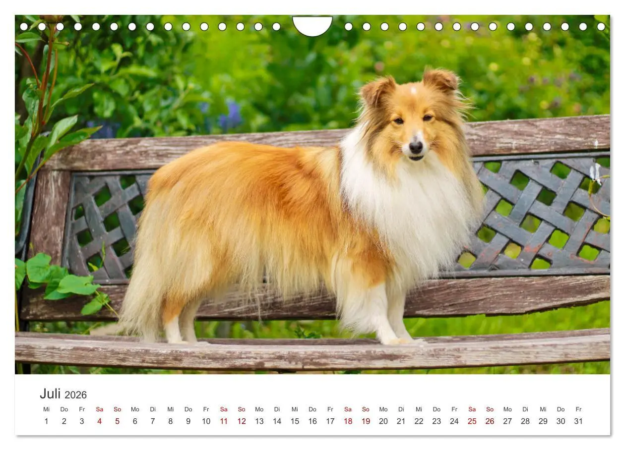 Bild: 9783457540558 | Shelties - Die zuckersüßen Vierbeiner. (Wandkalender 2026 DIN A4...