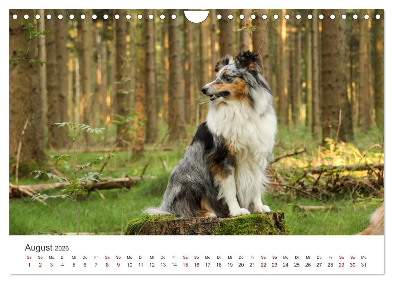 Bild: 9783457540558 | Shelties - Die zuckersüßen Vierbeiner. (Wandkalender 2026 DIN A4...