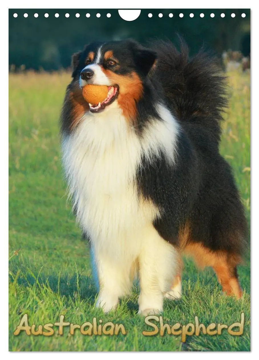 Cover: 9783457080658 | Australian Shepherd (Wandkalender 2025 DIN A4 hoch), CALVENDO...