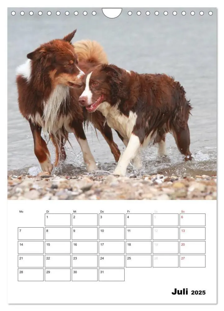 Bild: 9783457080658 | Australian Shepherd (Wandkalender 2025 DIN A4 hoch), CALVENDO...