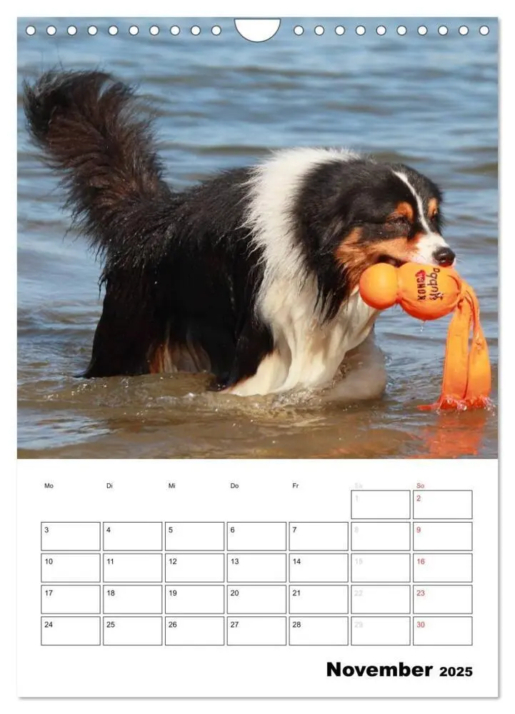 Bild: 9783457080658 | Australian Shepherd (Wandkalender 2025 DIN A4 hoch), CALVENDO...