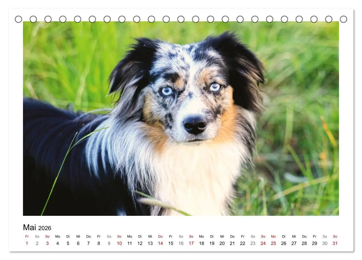 Bild: 9783457460658 | Bauernhoftiere hautnah (Tischkalender 2026 DIN A5 quer), CALVENDO...