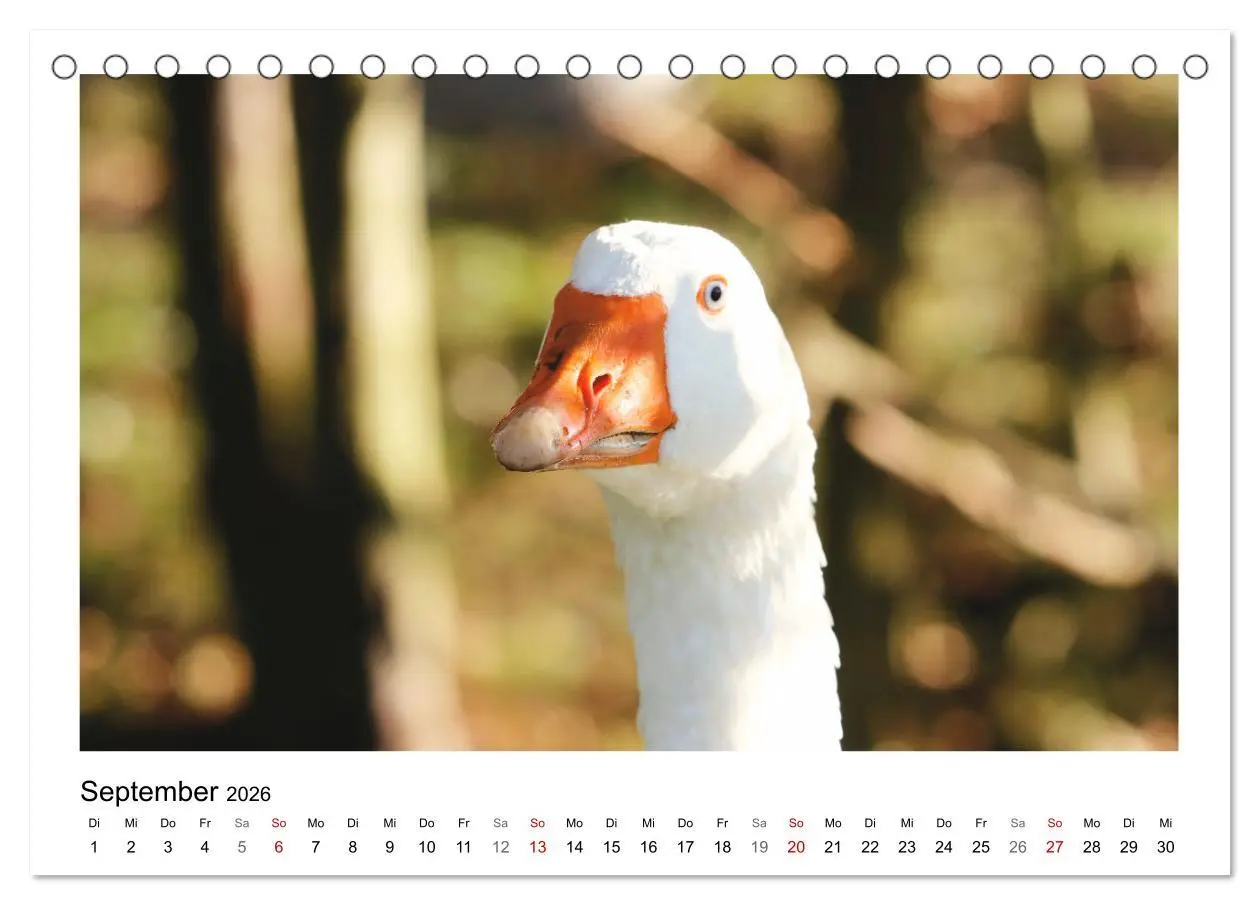 Bild: 9783457460658 | Bauernhoftiere hautnah (Tischkalender 2026 DIN A5 quer), CALVENDO...