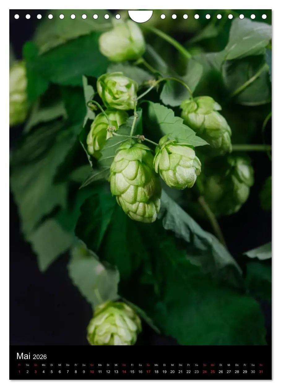 Bild: 9783516480658 | Bier (Wandkalender 2026 DIN A4 hoch), CALVENDO Monatskalender | 2026