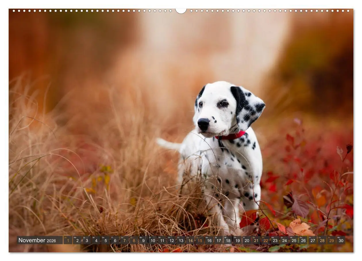 Bild: 9783457380758 | bunte Tierfotografie an Land und im Wasser (hochwertiger Premium...