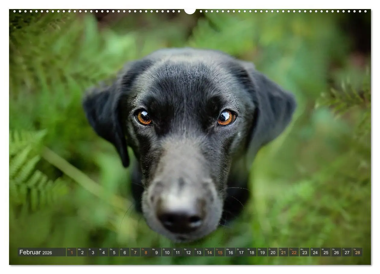 Bild: 9783457380758 | bunte Tierfotografie an Land und im Wasser (hochwertiger Premium...