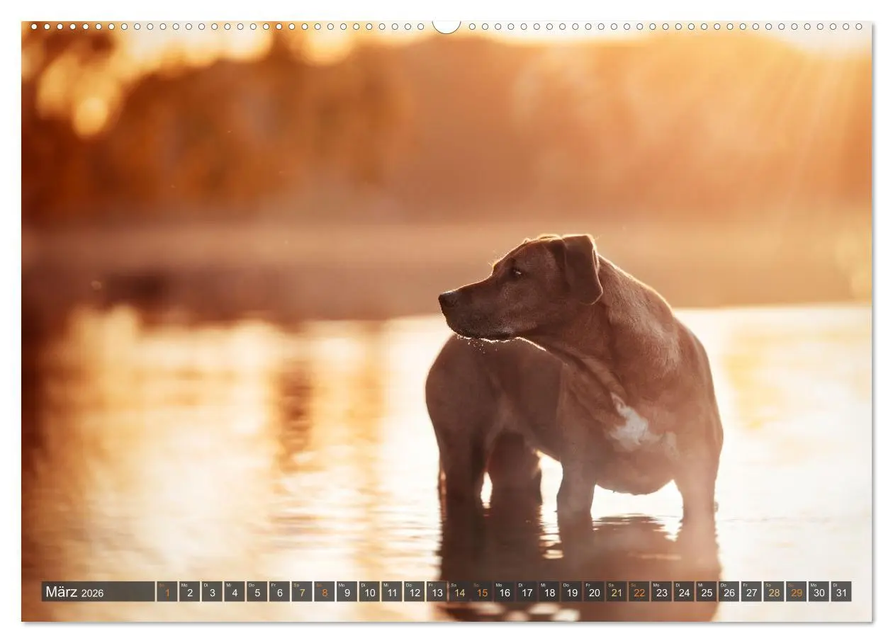 Bild: 9783457380758 | bunte Tierfotografie an Land und im Wasser (hochwertiger Premium...