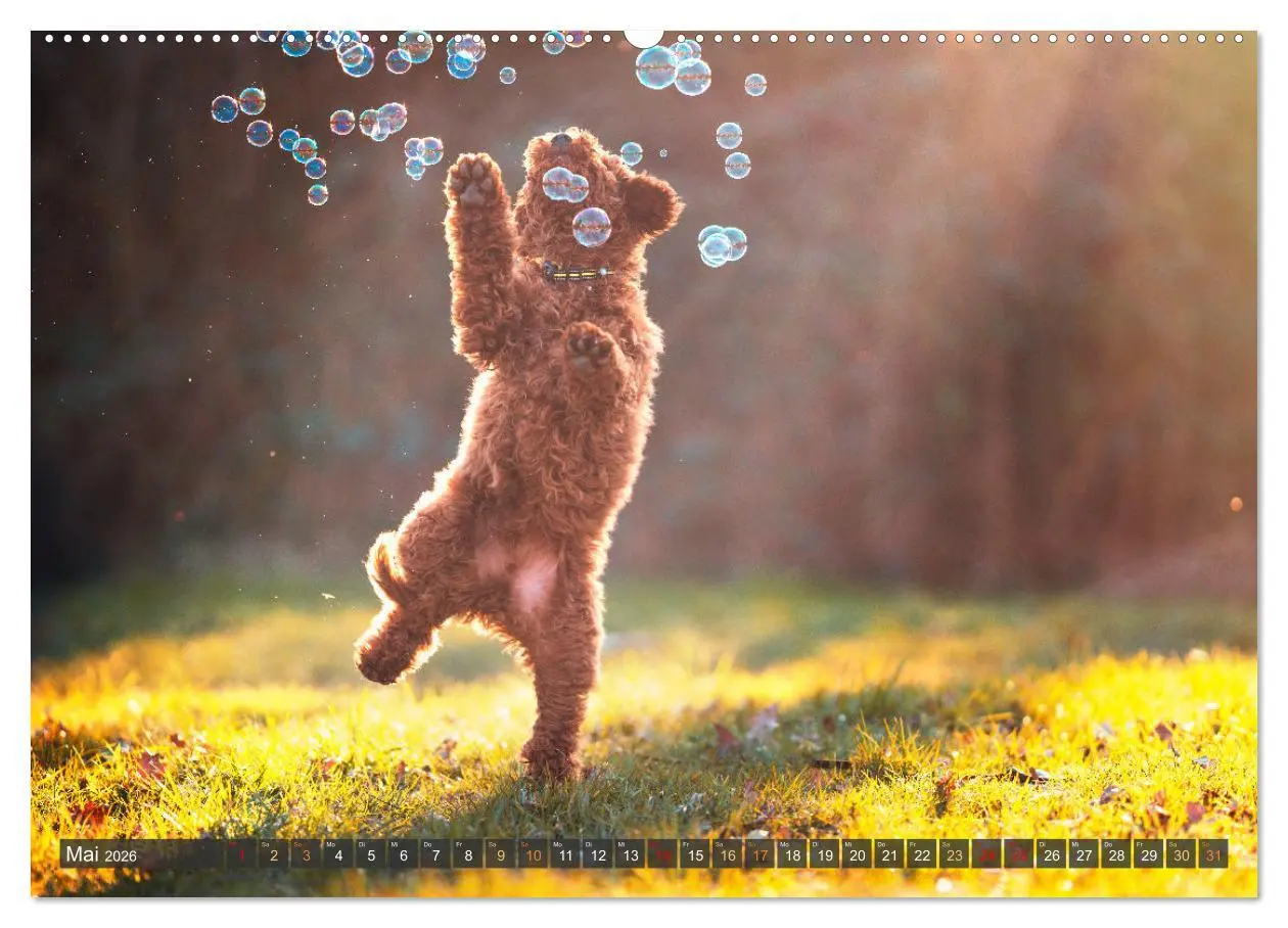 Bild: 9783457380758 | bunte Tierfotografie an Land und im Wasser (hochwertiger Premium...