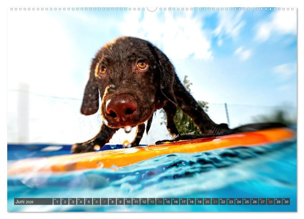 Bild: 9783457380758 | bunte Tierfotografie an Land und im Wasser (hochwertiger Premium...