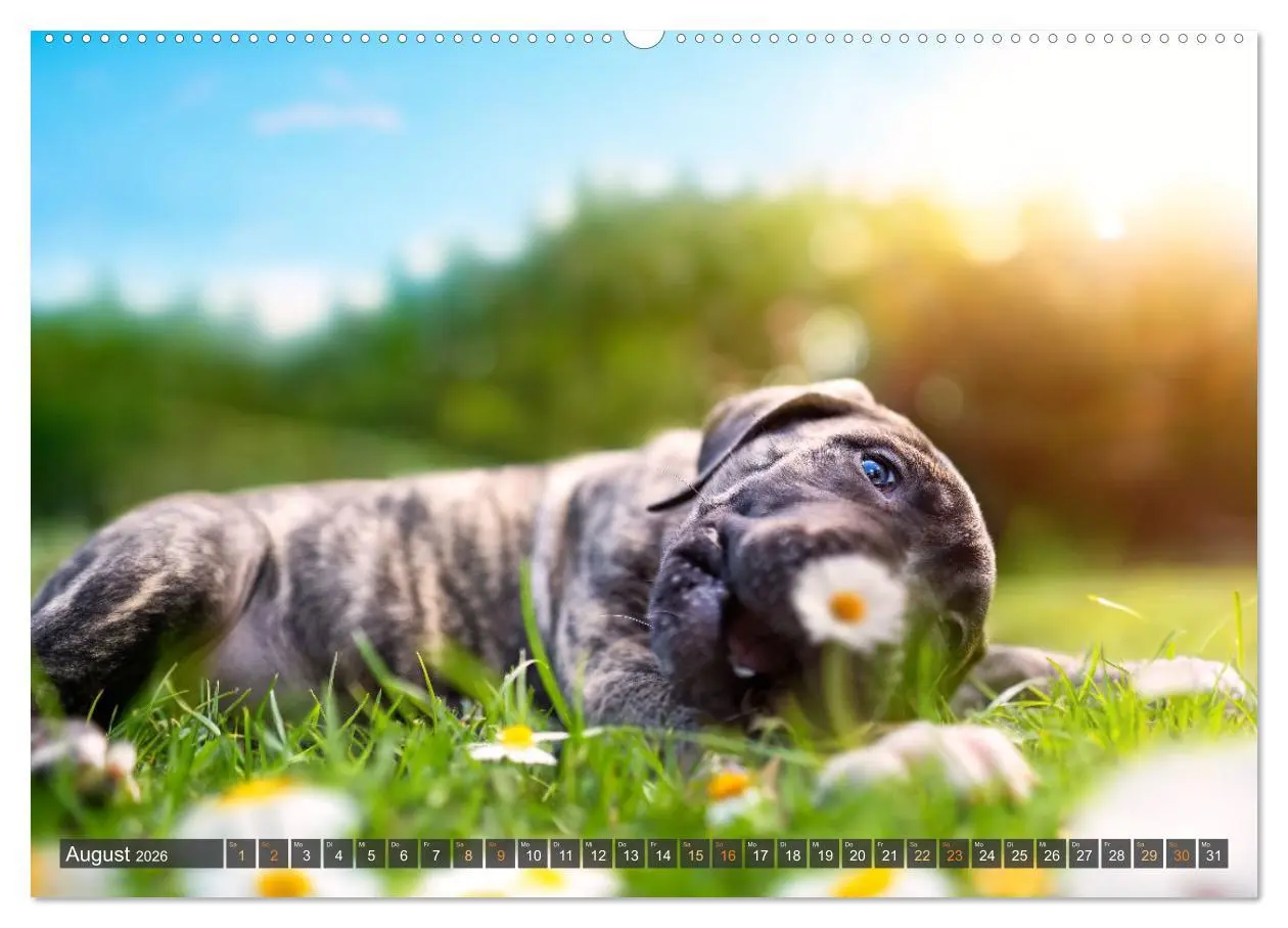 Bild: 9783457380758 | bunte Tierfotografie an Land und im Wasser (hochwertiger Premium...