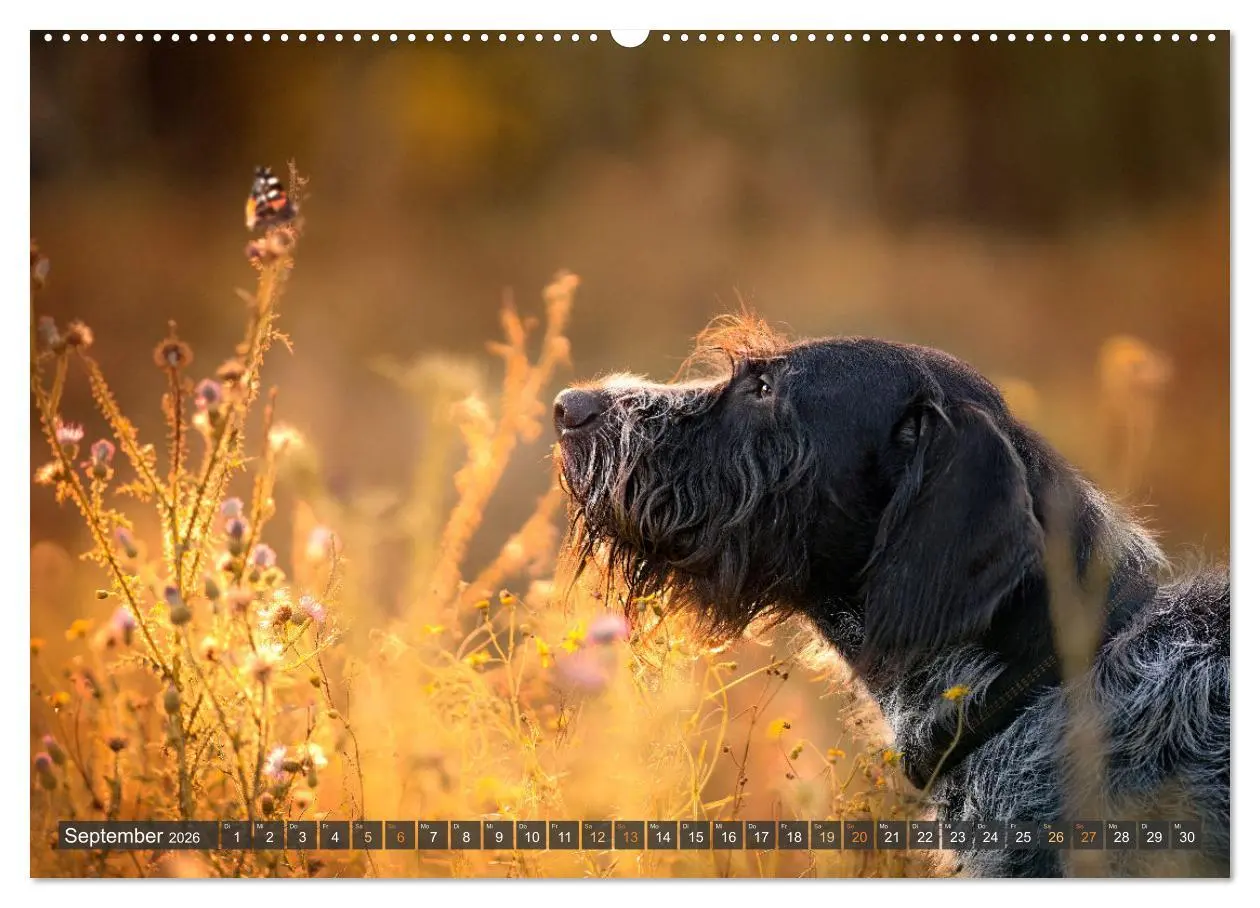 Bild: 9783457380758 | bunte Tierfotografie an Land und im Wasser (hochwertiger Premium...