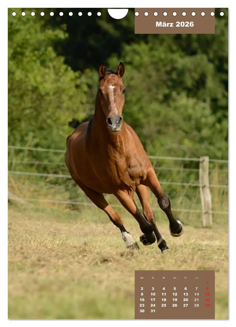 Bild: 9783516470758 | Pferdekalender (Wandkalender 2026 DIN A4 hoch), CALVENDO...