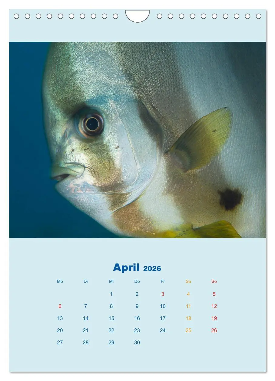 Bild: 9783516390858 | Portraitaufnahmen - Fische (Wandkalender 2026 DIN A4 hoch),...