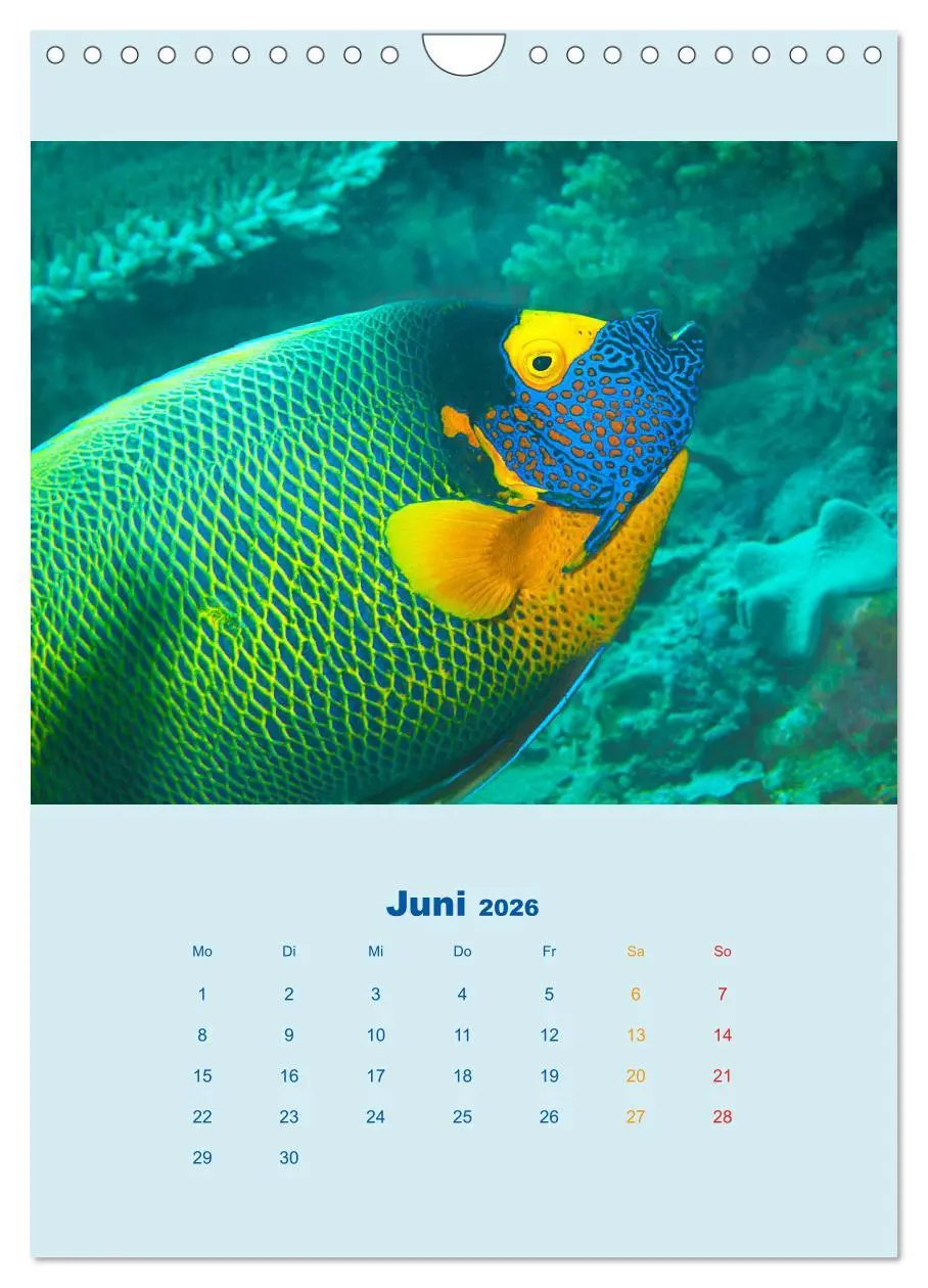 Bild: 9783516390858 | Portraitaufnahmen - Fische (Wandkalender 2026 DIN A4 hoch),...