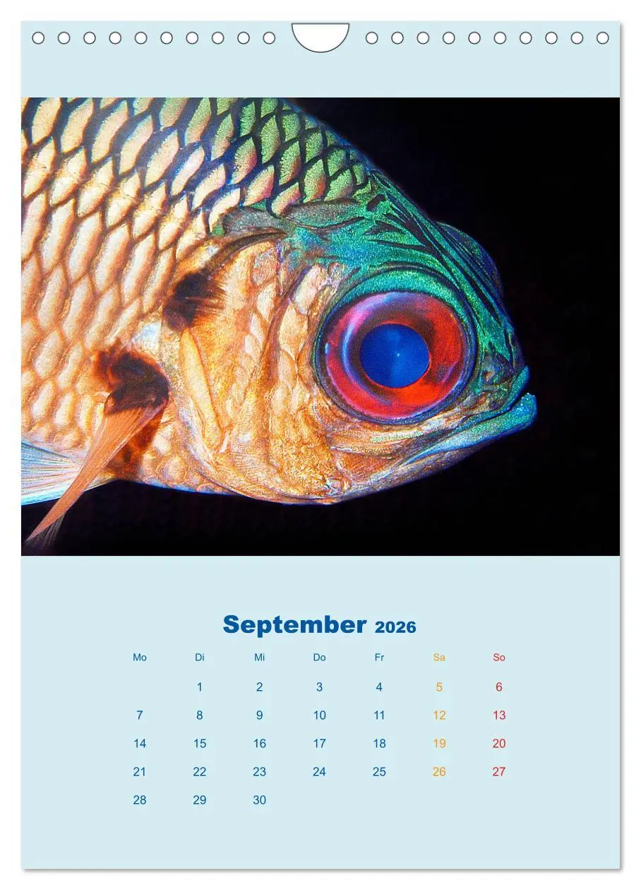 Bild: 9783516390858 | Portraitaufnahmen - Fische (Wandkalender 2026 DIN A4 hoch),...