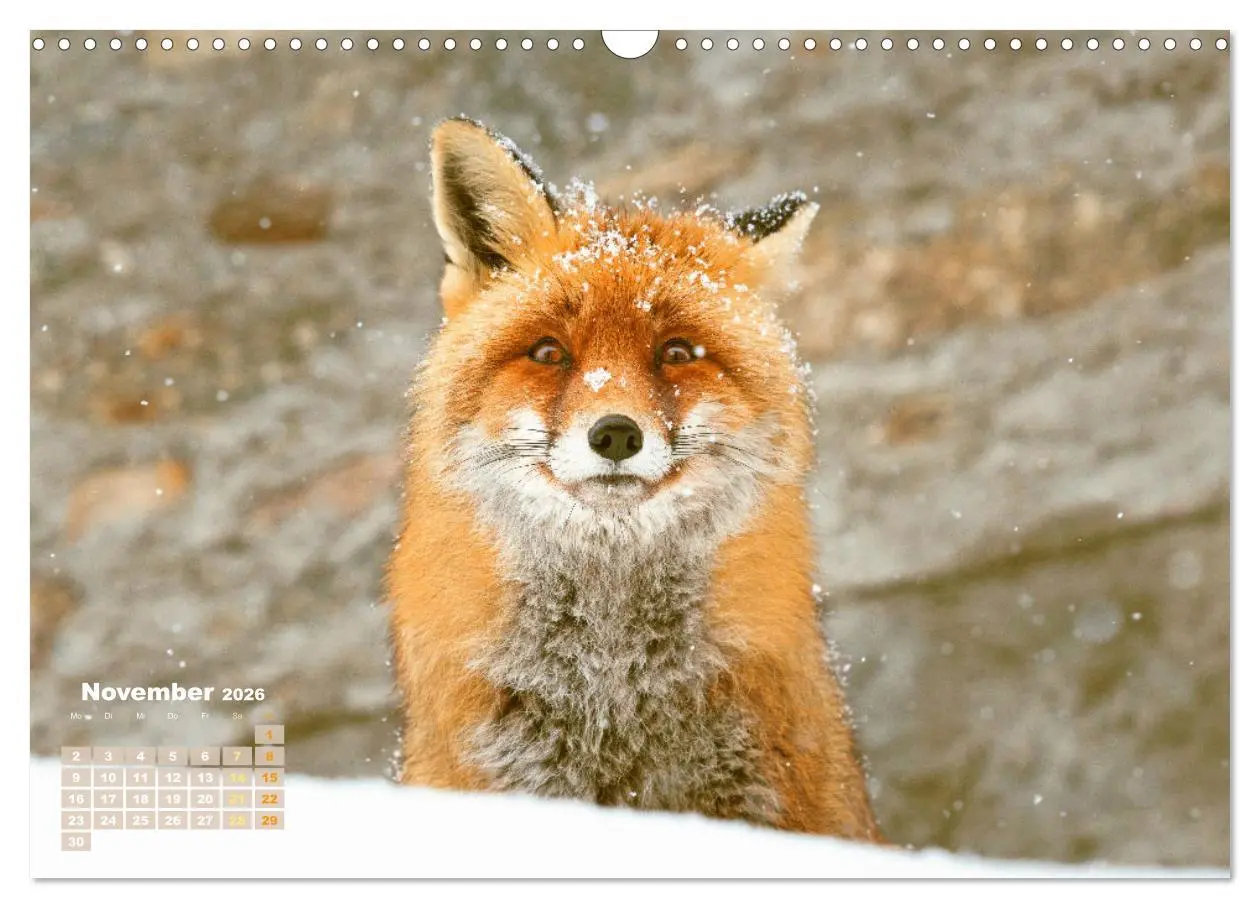 Bild: 9783516600858 | Der Fuchs: Kluger Jäger (Wandkalender 2026 DIN A3 quer), CALVENDO...